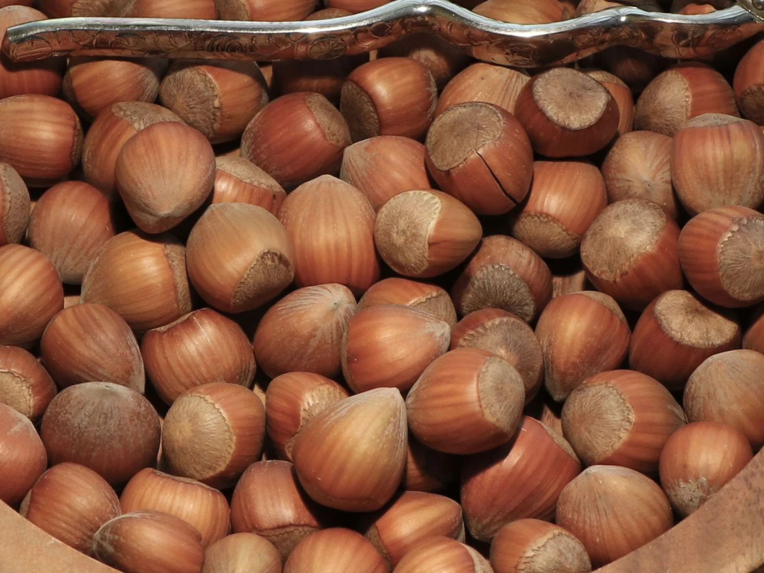 Haselnuss 'Cosford' 3 Haselnuss 'Cosford'