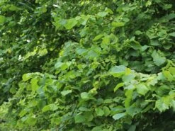 Haselnuss 'Cosford' 5 Haselnuss 'Cosford' -Günstiges Erd Seele Geschäft haselnuss cosford m062948 w 0