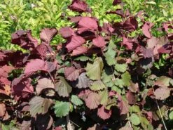 Haselnuss 'Rotblättrige Zellernuss' 14 Haselnuss 'Rotblättrige Zellernuss' -Günstiges Erd Seele Geschäft haselnuss rotblaettrige zellernuss m008216 w 4