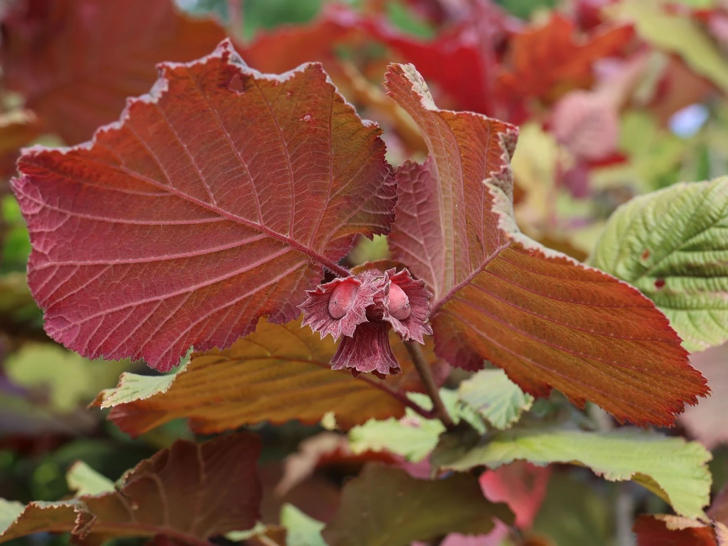Haselnuss 'Rotblättrige Zellernuss' 4 Haselnuss 'Rotblättrige Zellernuss' – Bild 2