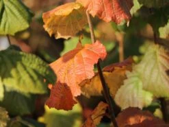 Haselnuss 'Webbs Preisnuss' -Günstiges Erd Seele Geschäft haselnuss webbs preisnuss m002516 w 0
