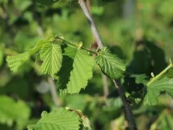 Haselnuss 'Webbs Preisnuss' -Günstiges Erd Seele Geschäft haselnuss webbs preisnuss m002516 w 1