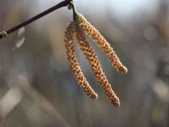 Haselnuss 'Webbs Preisnuss' -Günstiges Erd Seele Geschäft haselnuss webbs preisnuss m002516 w 3