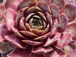 Hauswurz / Dachwurz Big Sam 'Commander Hay'