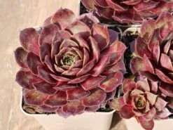 Hauswurz / Dachwurz Big Sam 'Commander Hay' -Günstiges Erd Seele Geschäft hauswurz dachwurz big sam commander hay m084555 w 0