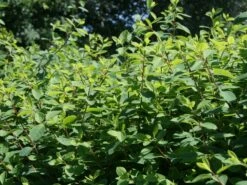 Heckenkirsche 'Clavey's Dwarf' 18 Heckenkirsche 'Clavey's Dwarf' -Günstiges Erd Seele Geschäft heckenkirsche claveys dwarf m014228 w 0