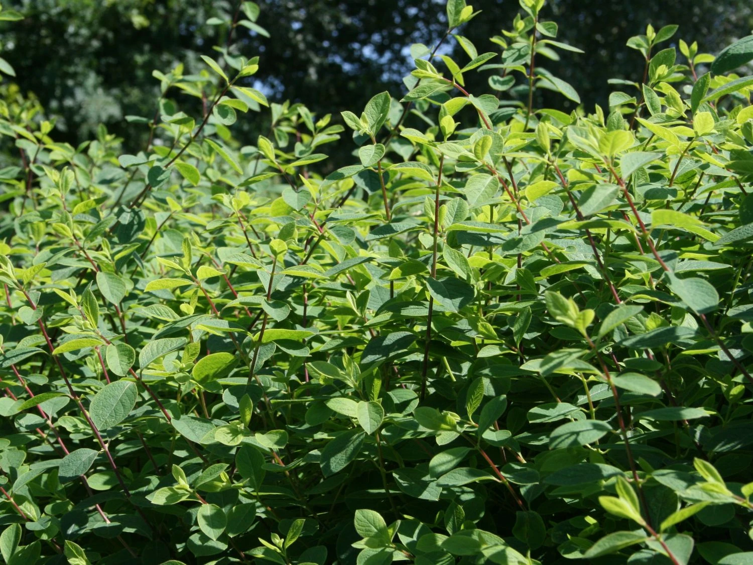 Heckenkirsche 'Clavey's Dwarf' 8 Heckenkirsche 'Clavey's Dwarf' – Bild 6