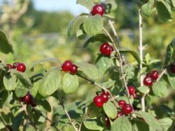 Heckenkirsche 'Clavey's Dwarf' 16 Heckenkirsche 'Clavey's Dwarf' -Günstiges Erd Seele Geschäft heckenkirsche claveys dwarf m014228 w 1