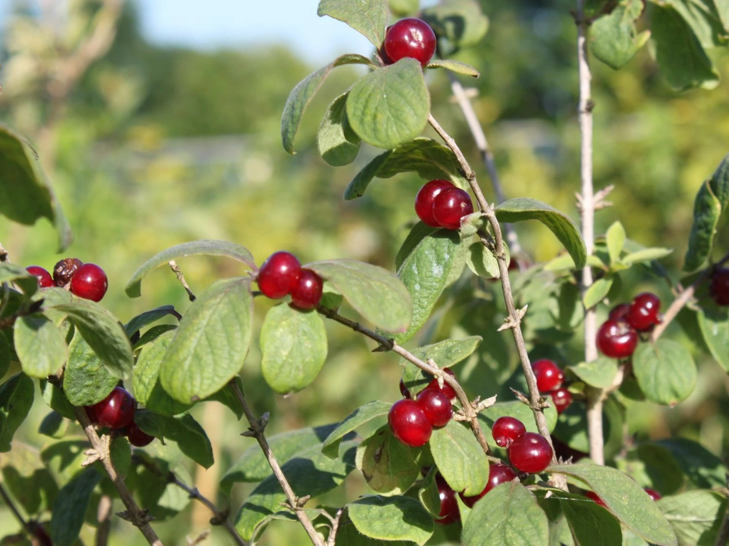 Heckenkirsche 'Clavey's Dwarf' 6 Heckenkirsche 'Clavey's Dwarf' – Bild 4