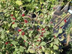 Heckenkirsche 'Clavey's Dwarf' 21 Heckenkirsche 'Clavey's Dwarf' -Günstiges Erd Seele Geschäft heckenkirsche claveys dwarf m014228 w 2