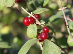 Heckenkirsche 'Clavey's Dwarf' 19 Heckenkirsche 'Clavey's Dwarf' -Günstiges Erd Seele Geschäft heckenkirsche claveys dwarf m014228 w 3