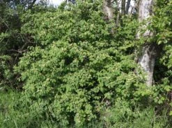 Heckenkirsche 'Clavey's Dwarf' 17 Heckenkirsche 'Clavey's Dwarf' -Günstiges Erd Seele Geschäft heckenkirsche claveys dwarf m014228 w 4