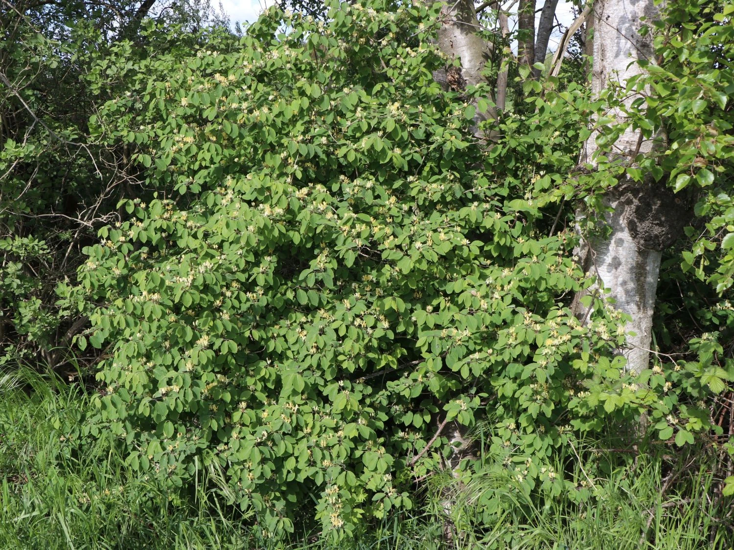 Heckenkirsche 'Clavey's Dwarf' 7 Heckenkirsche 'Clavey's Dwarf' – Bild 5