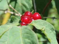 Neu eingetroffen -Günstiges Erd Seele Geschäft heckenkirsche claveys dwarf m014228 w 5