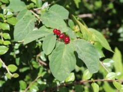 Heckenkirsche 'Clavey's Dwarf' 15 Heckenkirsche 'Clavey's Dwarf' -Günstiges Erd Seele Geschäft heckenkirsche claveys dwarf m014228 w 6