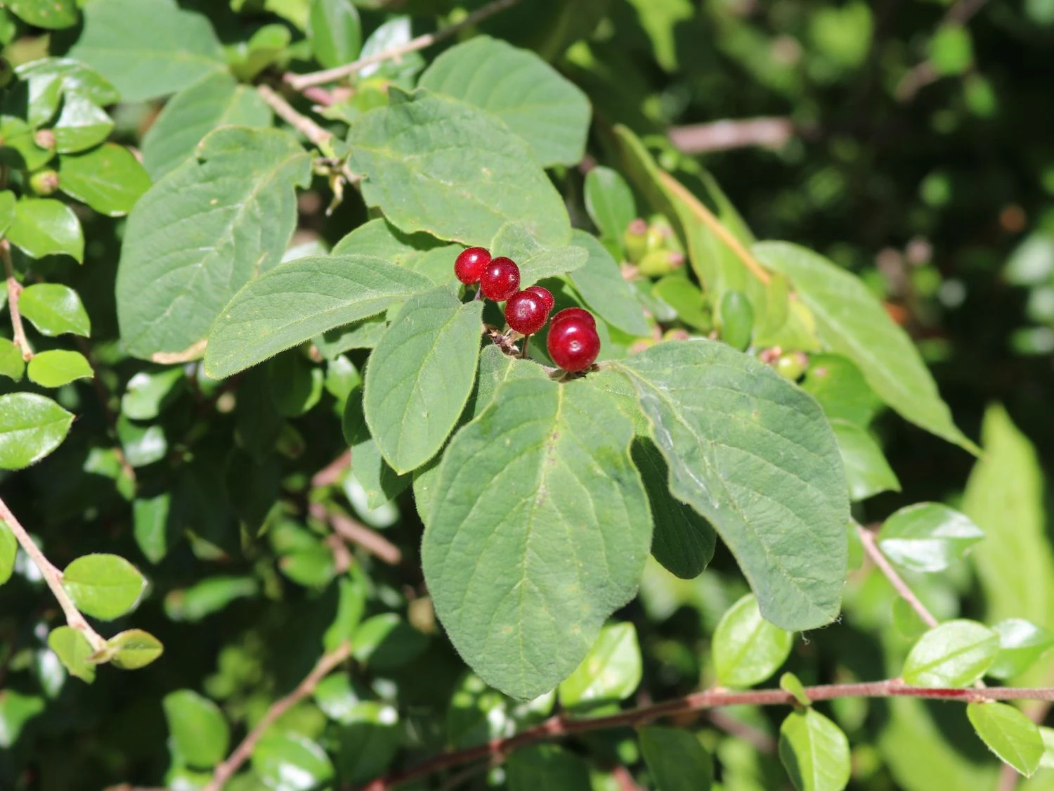 Heckenkirsche 'Clavey's Dwarf' 5 Heckenkirsche 'Clavey's Dwarf' – Bild 3