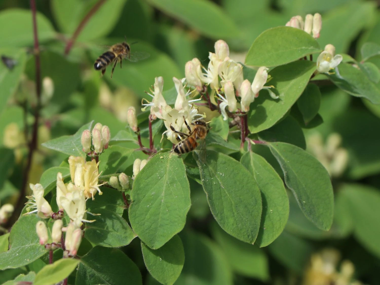 Heckenkirsche 'Clavey's Dwarf' 12 Heckenkirsche 'Clavey's Dwarf' – Bild 10