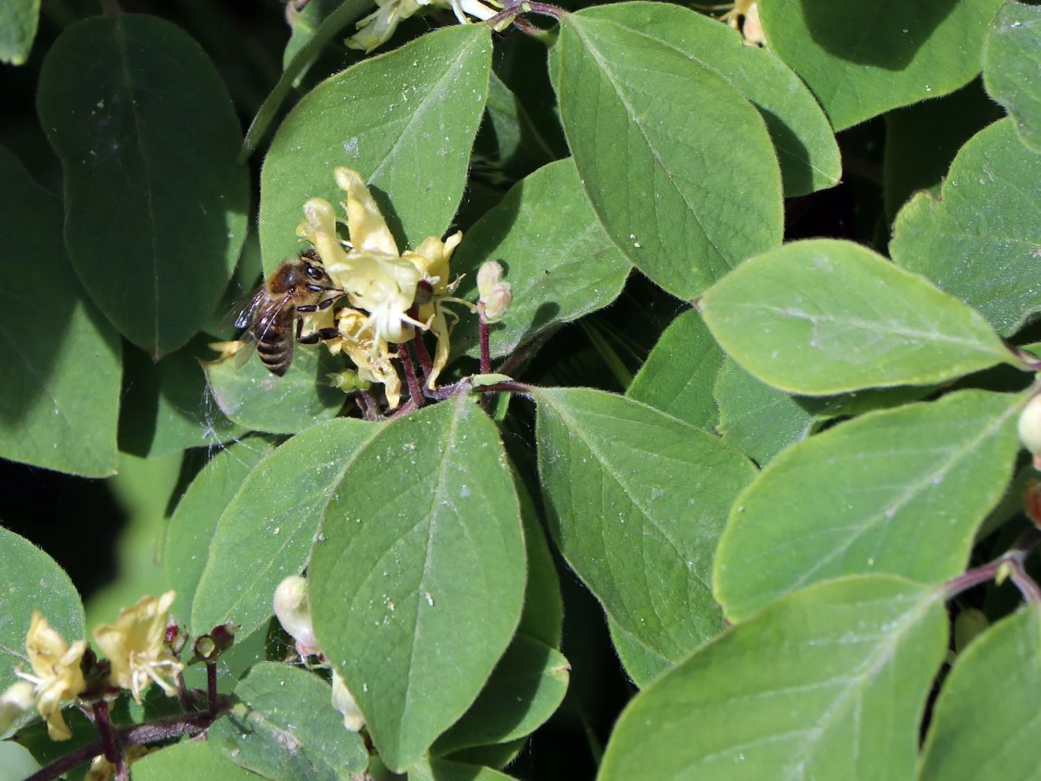 Heckenkirsche 'Clavey's Dwarf' 10 Heckenkirsche 'Clavey's Dwarf' – Bild 8