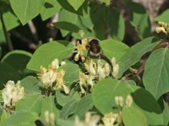 Heckenkirsche 'Clavey's Dwarf' 23 Heckenkirsche 'Clavey's Dwarf' -Günstiges Erd Seele Geschäft heckenkirsche claveys dwarf m014228 w 9