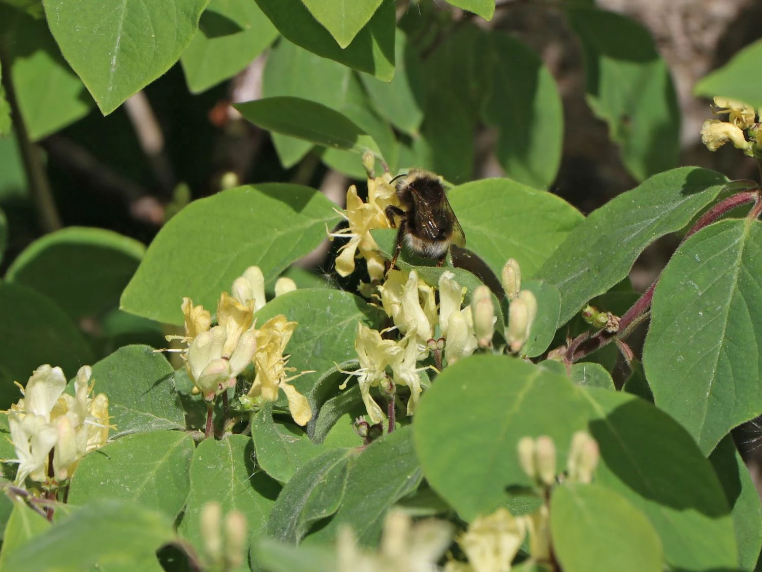 Heckenkirsche 'Clavey's Dwarf' 13 Heckenkirsche 'Clavey's Dwarf' – Bild 11
