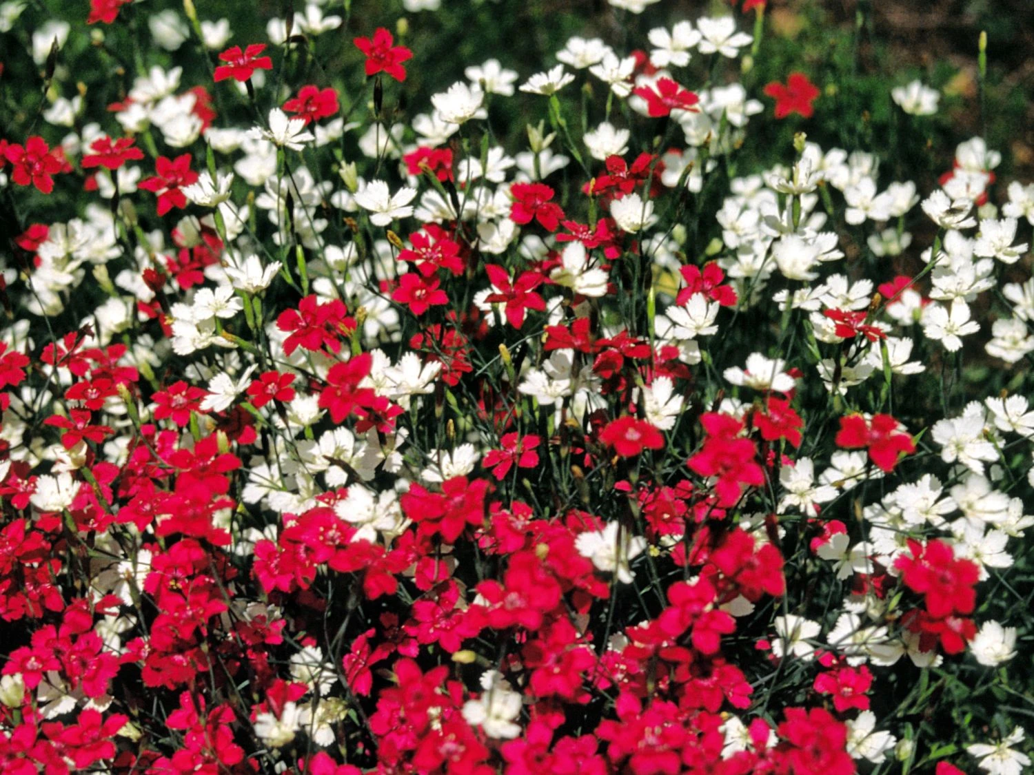 Heide-Nelke 'Albus' 6 Heide-Nelke 'Albus' – Bild 4