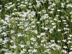 Heide-Nelke 'Albus' 13 Heide-Nelke 'Albus' -Günstiges Erd Seele Geschäft heide nelke albus m012368 w 0