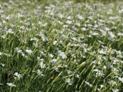 Heide-Nelke 'Albus' 14 Heide-Nelke 'Albus' -Günstiges Erd Seele Geschäft heide nelke albus m012368 w 2