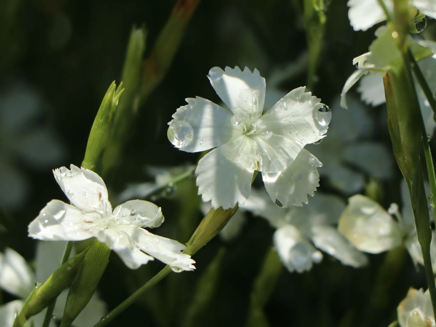 Heide-Nelke 'Albus' 4 Heide-Nelke 'Albus' – Bild 2