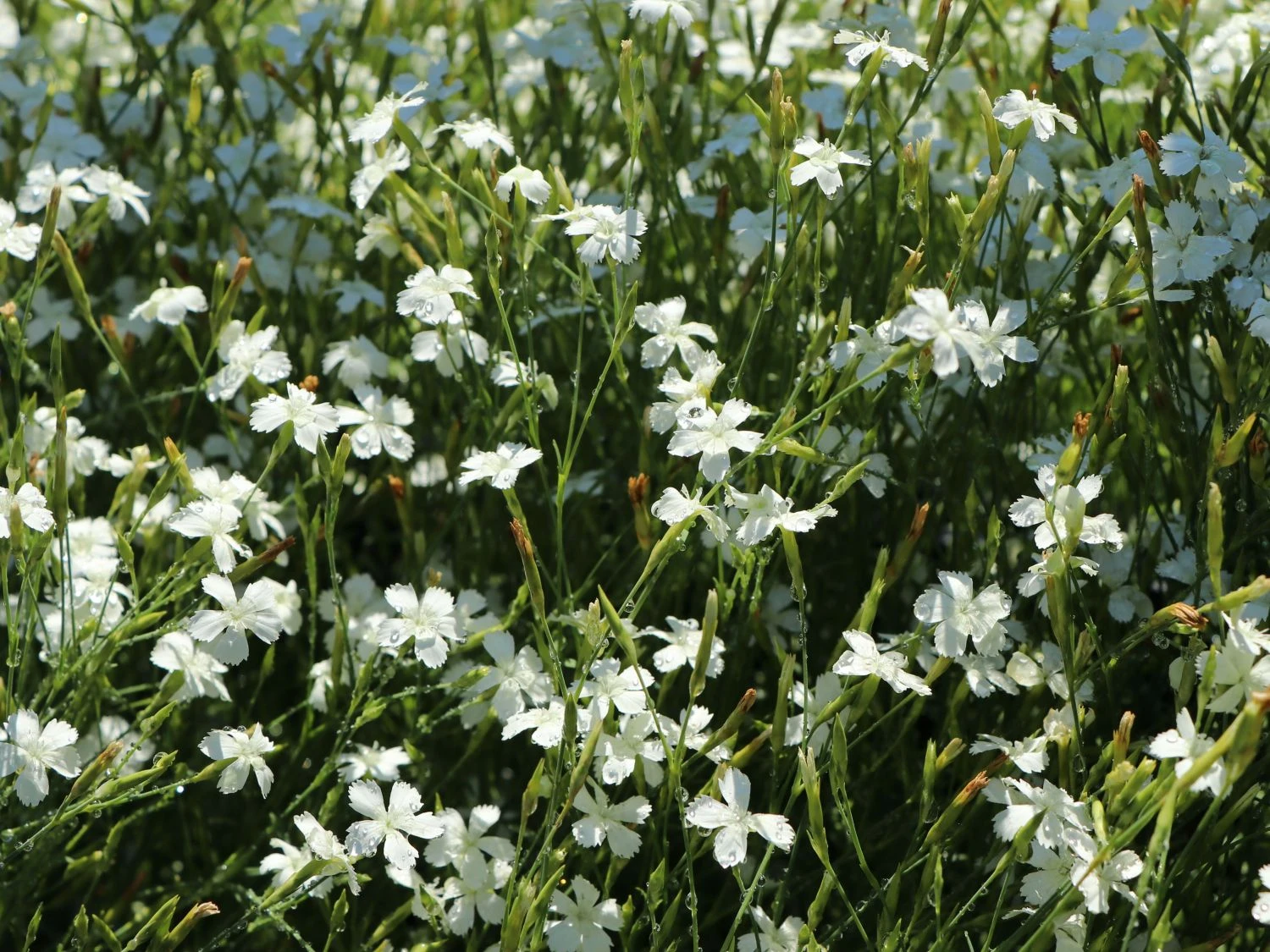 Heide-Nelke 'Albus' 5 Heide-Nelke 'Albus' – Bild 3