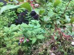 Heidelbeere 'Bluecrop' -Günstiges Erd Seele Geschäft heidelbeere bluecrop m002452 1157834 0