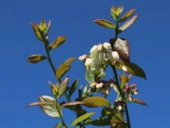 Heidelbeere 'Bluecrop' -Günstiges Erd Seele Geschäft heidelbeere bluecrop m002452 w 0