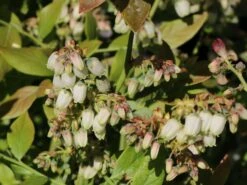 Heidelbeere 'Bluecrop' -Günstiges Erd Seele Geschäft heidelbeere bluecrop m002452 w 1