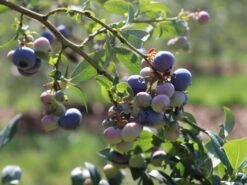 Heidelbeere 'Bluecrop' -Günstiges Erd Seele Geschäft heidelbeere bluecrop m002452 w 2