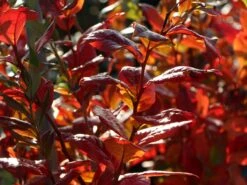 Heidelbeere 'Bluecrop' -Günstiges Erd Seele Geschäft heidelbeere bluecrop m002452 w 4