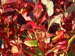 Heidelbeere 'Bluecrop' -Günstiges Erd Seele Geschäft heidelbeere bluecrop m002452 w 5