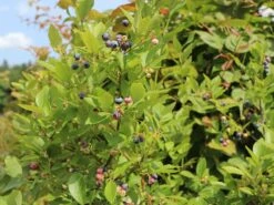 Heidelbeere 'Bluecrop' -Günstiges Erd Seele Geschäft heidelbeere bluecrop m002452 w 6