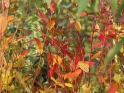 Heidelbeere 'Bluecrop' -Günstiges Erd Seele Geschäft heidelbeere bluecrop m002452 w 7