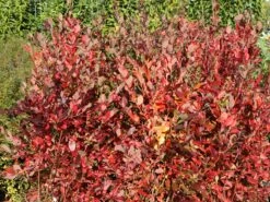 Heidelbeere 'Bluecrop' -Günstiges Erd Seele Geschäft heidelbeere bluecrop m002452 w 8