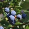 Heidelbeere 'Earlyblue ® Frühreifend' -Günstiges Erd Seele Geschäft heidelbeere earlyblue fruehreifend m009945 h 0