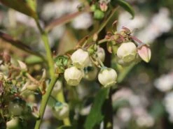 Heidelbeere 'Earlyblue ® Frühreifend' 16 Heidelbeere 'Earlyblue ® Frühreifend' -Günstiges Erd Seele Geschäft heidelbeere earlyblue fruehreifend m009945 w 0