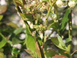 Heidelbeere 'Earlyblue ® Frühreifend' 17 Heidelbeere 'Earlyblue ® Frühreifend' -Günstiges Erd Seele Geschäft heidelbeere earlyblue fruehreifend m009945 w 1