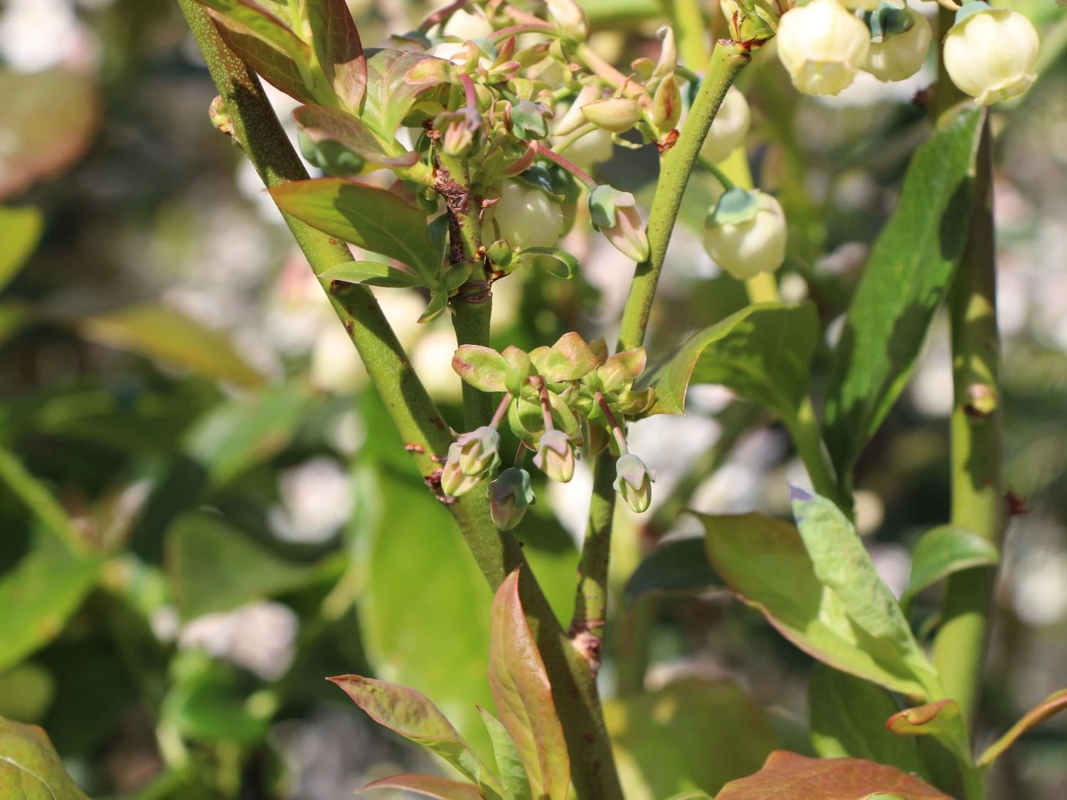 Heidelbeere 'Earlyblue ® Frühreifend' 7 Heidelbeere 'Earlyblue ® Frühreifend' – Bild 5