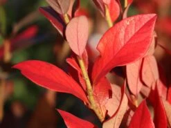 Heidelbeere 'Earlyblue ® Frühreifend' 23 Heidelbeere 'Earlyblue ® Frühreifend' -Günstiges Erd Seele Geschäft heidelbeere earlyblue fruehreifend m009945 w 2