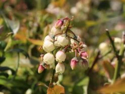 Heidelbeere 'Earlyblue ® Frühreifend' 15 Heidelbeere 'Earlyblue ® Frühreifend' -Günstiges Erd Seele Geschäft heidelbeere earlyblue fruehreifend m009945 w 3