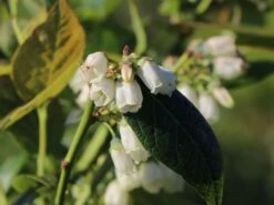 Heidelbeere 'Earlyblue ® Frühreifend' 19 Heidelbeere 'Earlyblue ® Frühreifend' -Günstiges Erd Seele Geschäft heidelbeere earlyblue fruehreifend m009945 w 4