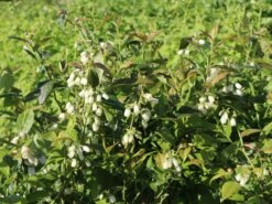 Heidelbeere 'Earlyblue ® Frühreifend' 18 Heidelbeere 'Earlyblue ® Frühreifend' -Günstiges Erd Seele Geschäft heidelbeere earlyblue fruehreifend m009945 w 5