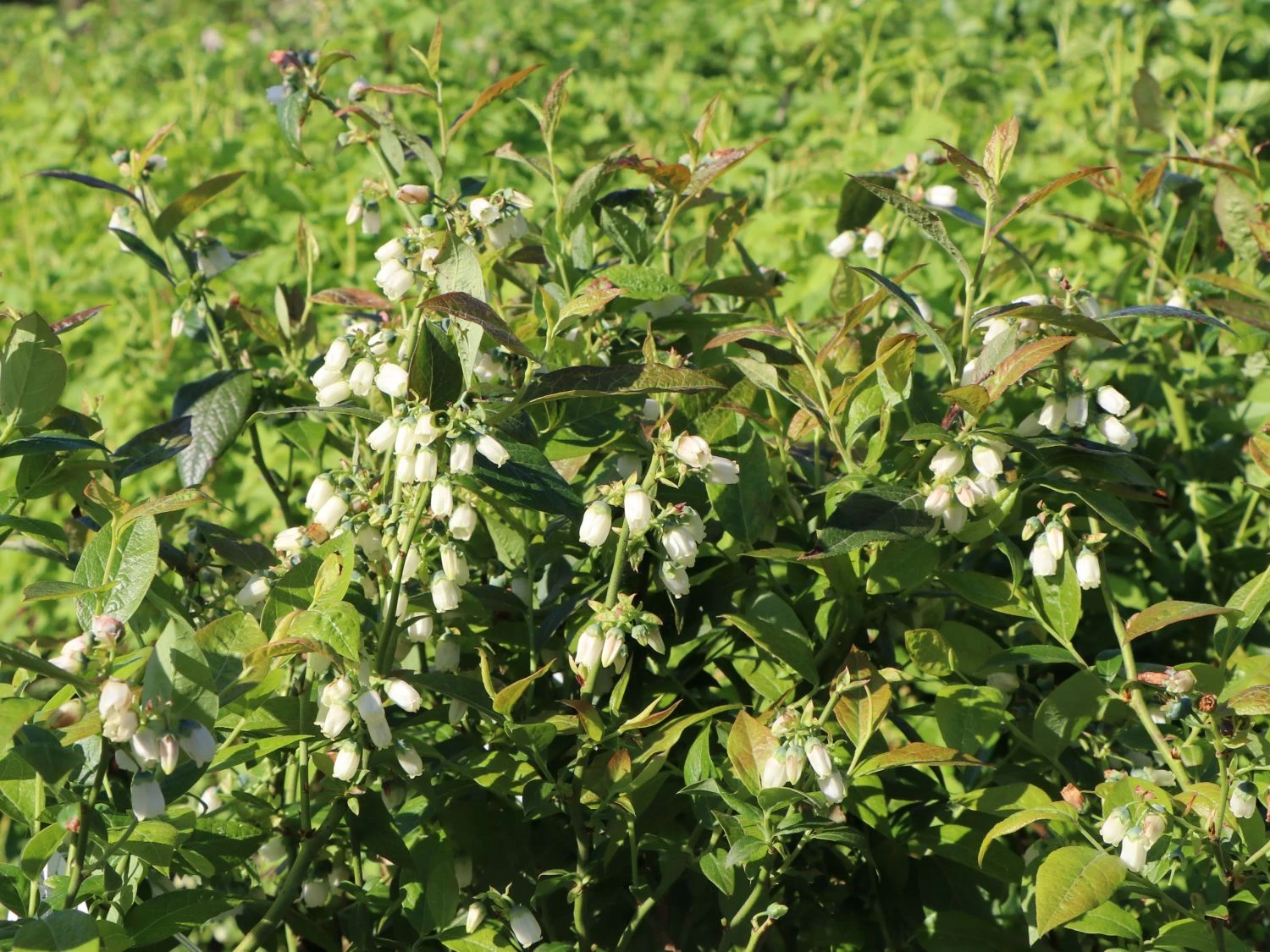 Heidelbeere 'Earlyblue ® Frühreifend' 8 Heidelbeere 'Earlyblue ® Frühreifend' – Bild 6