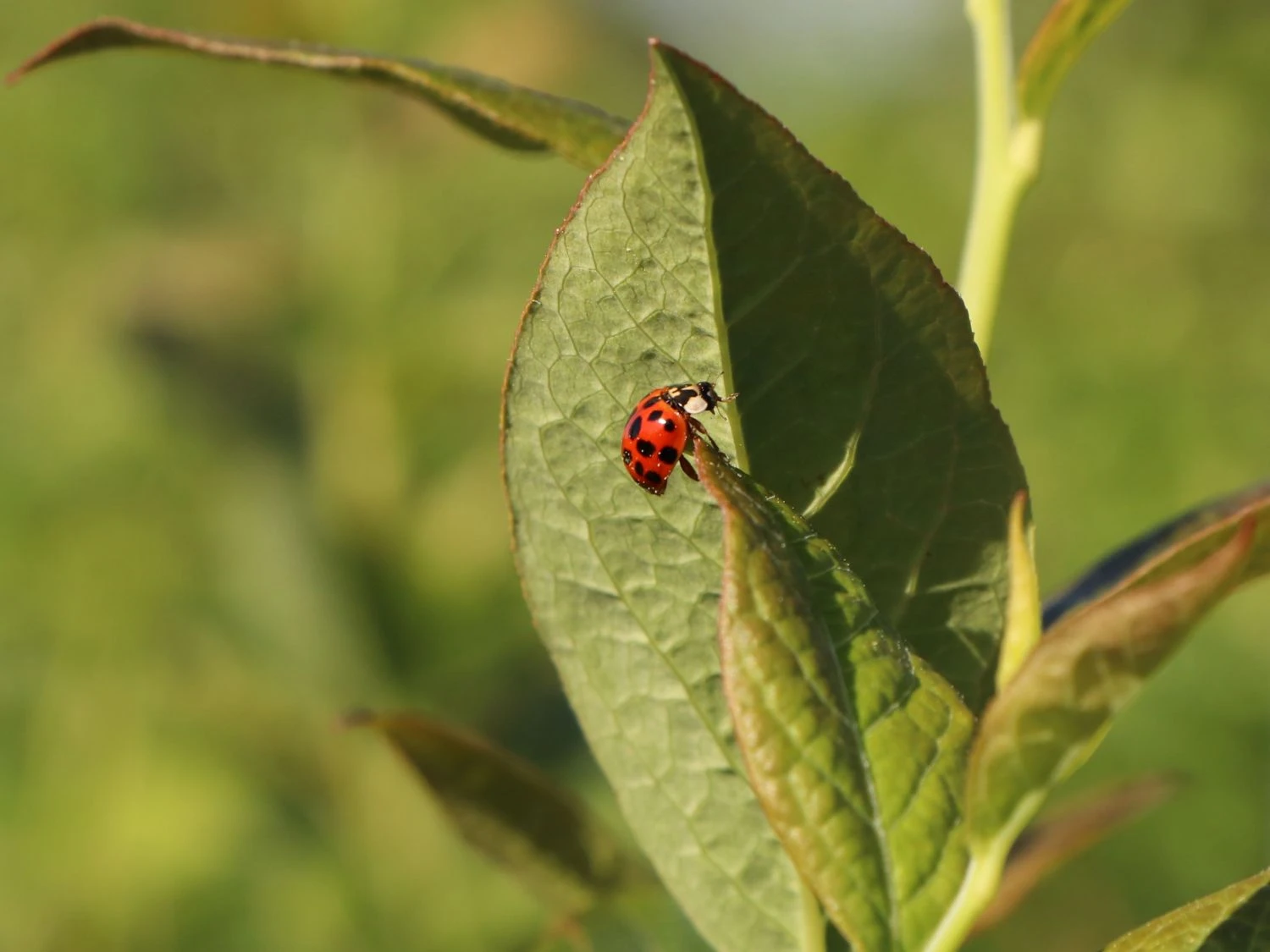 Heidelbeere 'Earlyblue ® Frühreifend' 11 Heidelbeere 'Earlyblue ® Frühreifend' – Bild 9