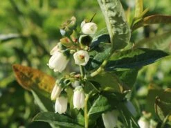 Heidelbeere 'Earlyblue ® Frühreifend' 20 Heidelbeere 'Earlyblue ® Frühreifend' -Günstiges Erd Seele Geschäft heidelbeere earlyblue fruehreifend m009945 w 7