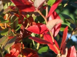 Heidelbeere 'Earlyblue ® Frühreifend' 22 Heidelbeere 'Earlyblue ® Frühreifend' -Günstiges Erd Seele Geschäft heidelbeere earlyblue fruehreifend m009945 w 8